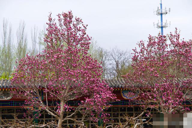 福田公墓的桃花很漂亮